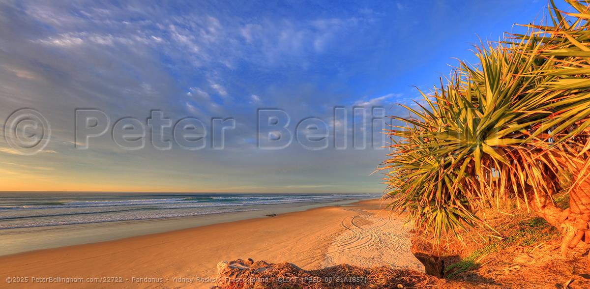 Peter Bellingham Photography Pandanus - Yidney Rocks - Fraser Island - QLD T (PB5D 00 51A1857)
